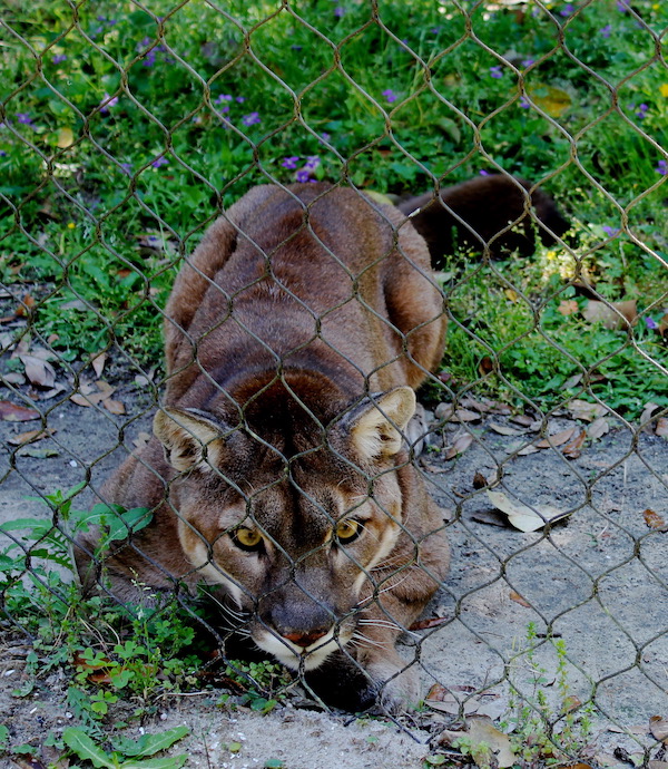 A large Puma slinking up to a chain link fence.