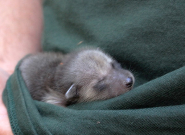 A dark green t-shirt cradling a tiny baby raccoon