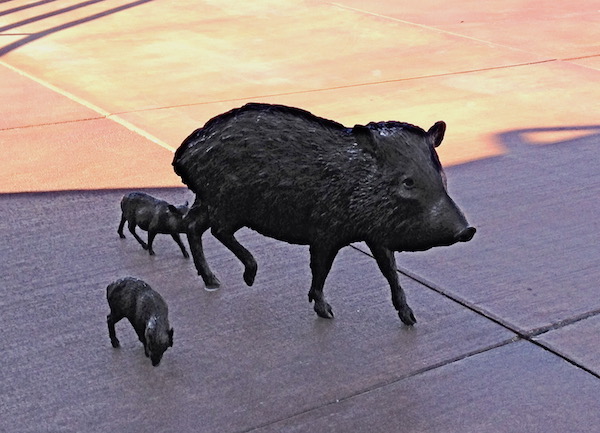 Three sculptures of Javelinas, one large and two small.