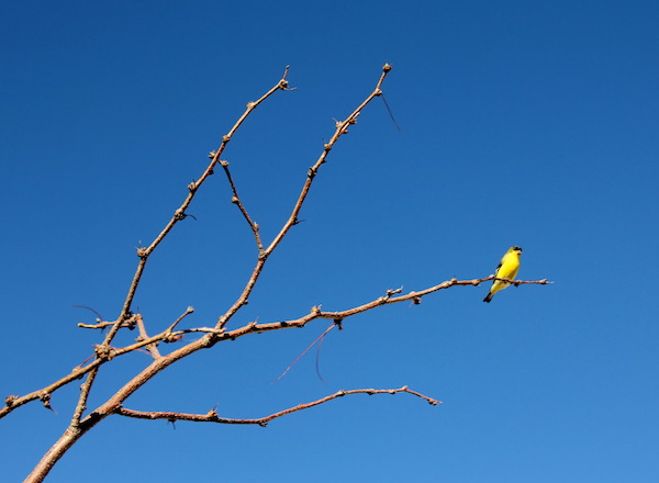 A tiny yellow bird sitting on the tip of a bare tree branch against a perfect blue sky.