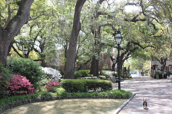 A path with a little Yorkie walking surrounded by trees and azalea bushes in bloom
