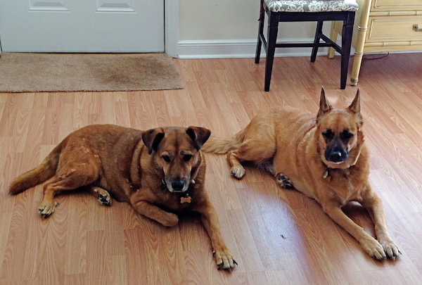Two tan large dogs lying on a wood floor
