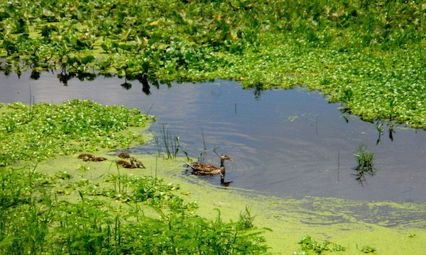 A pond with ducks surrounded by greenery