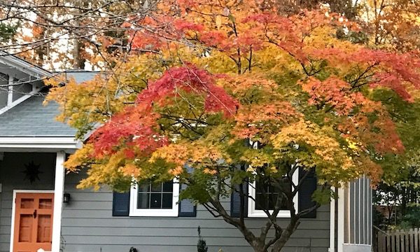 A grey house with a tree in front that has yellow and orange leaves