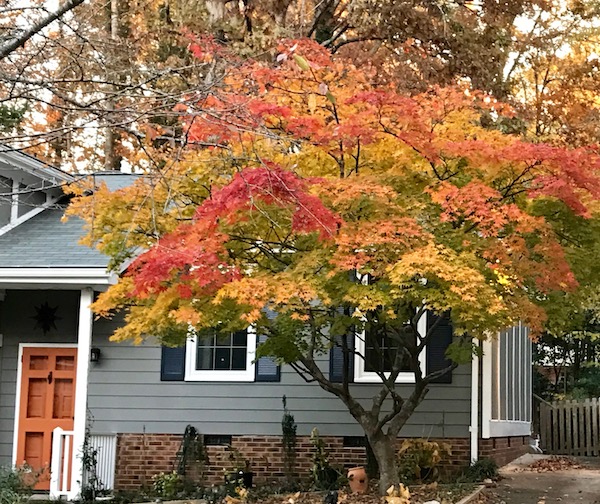 A grey house with a tree in front that has yellow and orange leaves