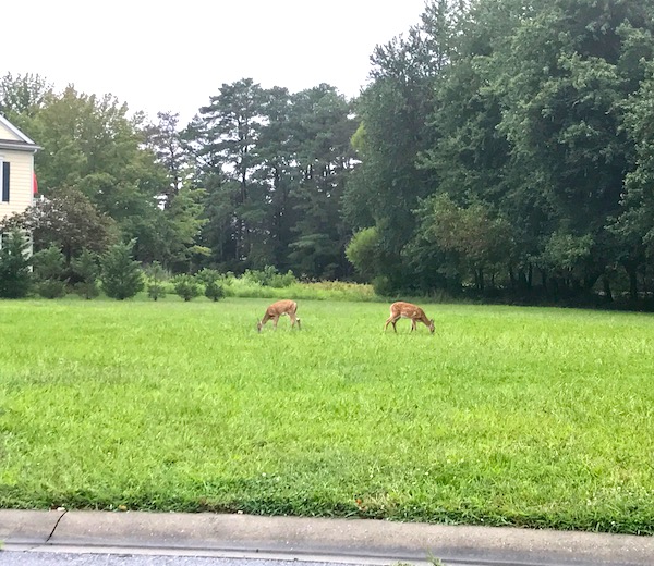 Two deer on a lawn with trees behind them