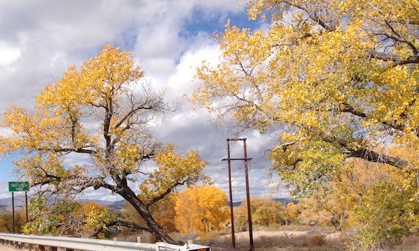 Blue sky, lots of fluffy white clouds and trees with gold and yellow leaves