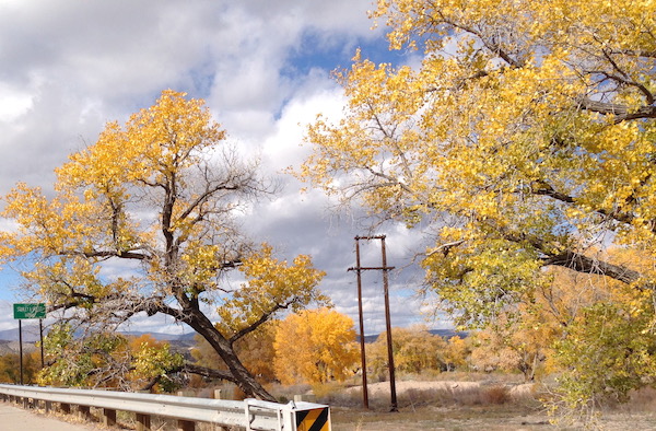 Blue sky, lots of fluffy white clouds and trees with gold and yellow leaves