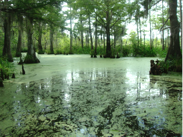 Duckweed on the Bayou