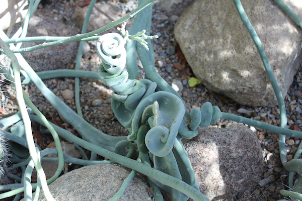 A strange looking green plant that is all spiraled and rocks