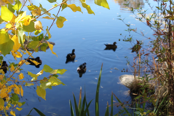 Turtle Hiding from Duckies in a lake