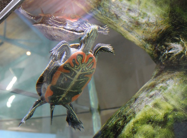 Colorful Turtle at the Albuquerque Aquarium