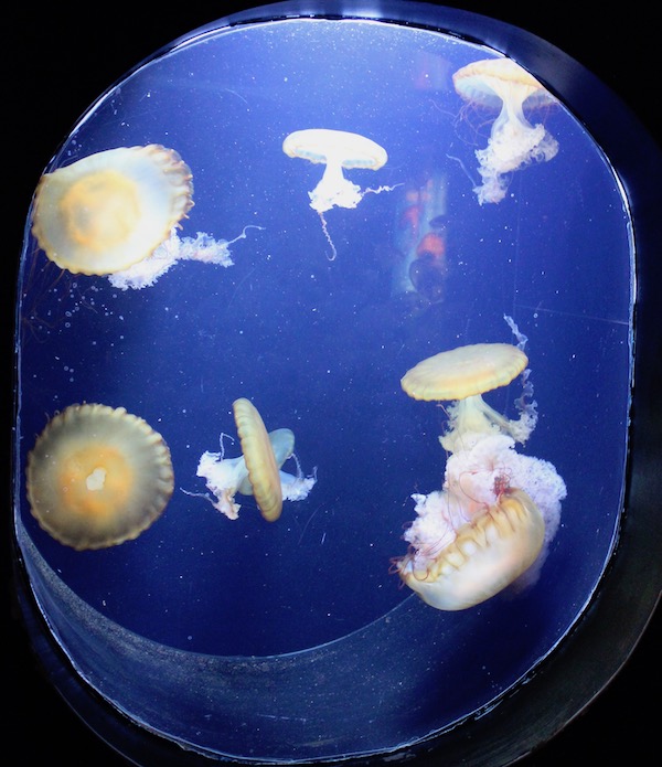 Opalescent Jelly Fish in a tank of cobalt blue water
