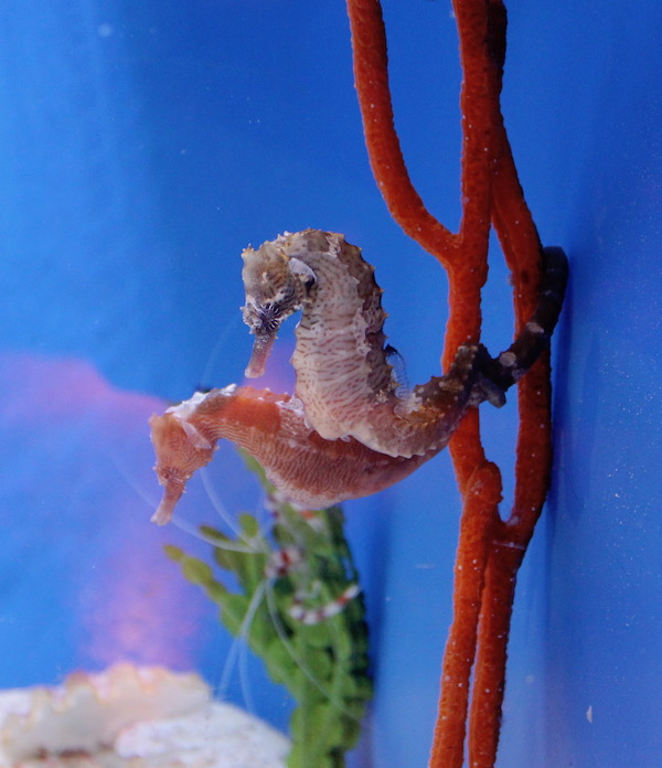 A pair of Sea Horses in a tank by some red branch coral