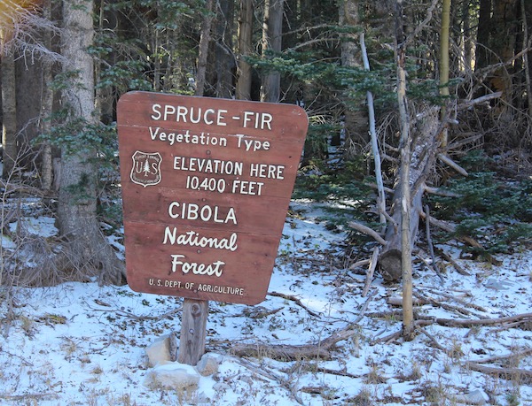 A forrest with a brown sign.