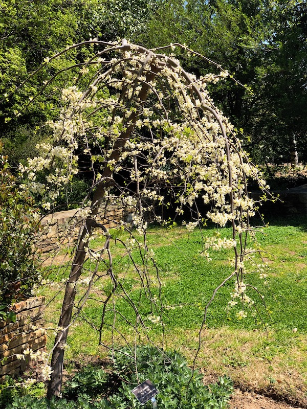 Landscape with lots of trees and a white flowering and weeping tree.