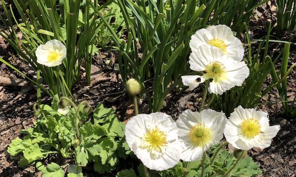 Lots of green foliage with white poppies that have yellow centers