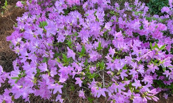Violet colored azalea flowers fill the entire photo.