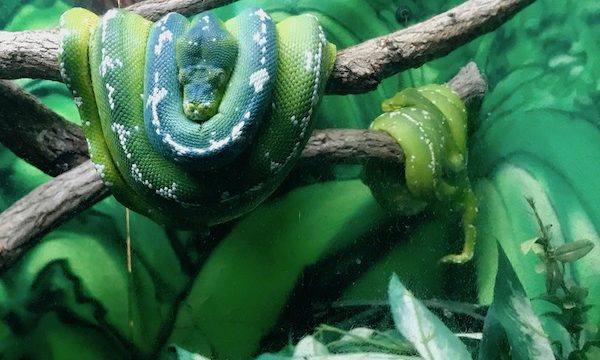 A Green Tree Python resting on a tree branch at the Cape May County Zoo