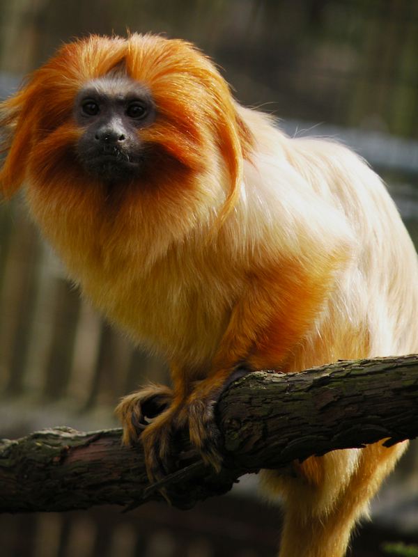 The Golden Lion Tamarin at the Cape May County Zoo