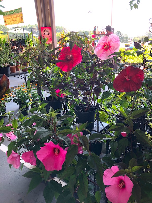Pale pink to deep burgundy hibiscus plants at the Raleigh Farmers Market.