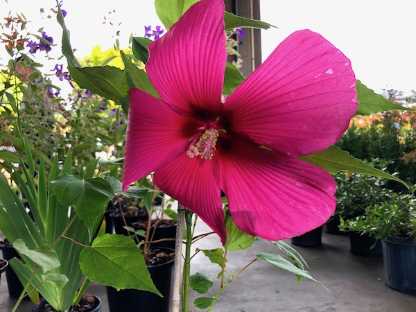 A deep fuchsia hibiscus flower at the Raleigh Farmers Market.