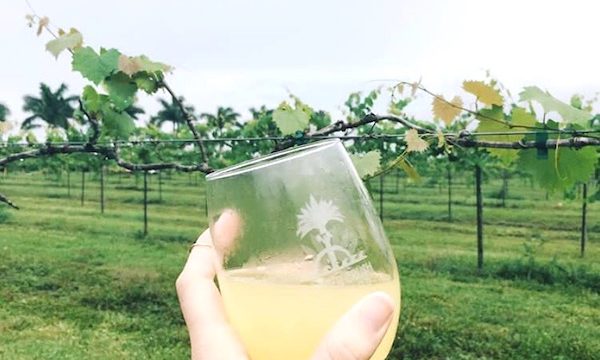 A woman's hand holding a stemless wine glass filled with yellow liquid in foreground. In background it s vineyard at Shower Mom with Love in St. Lucie