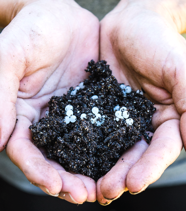 A pair of hands holding soil and a few pearls of Escargot Caviar