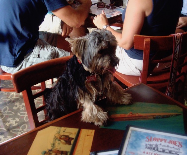 Miami Beach Celebrates National Pet Month with a black and gold Yorkie sitting at a table reading a menu.