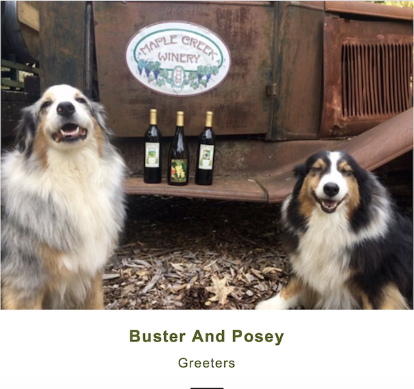 Two dogs and three bottles of wine from Spring in Mendocino, California