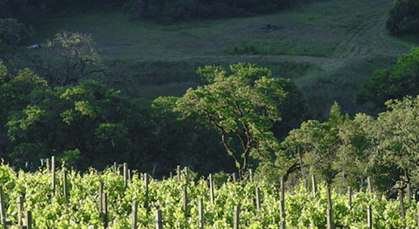 A lush vineyard and valley represents Spring in Mendocino, California