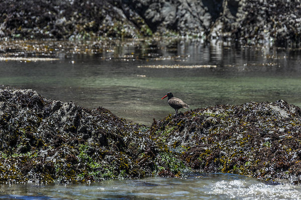 Rocks, water and a bird represent Spring in Mendocino, California