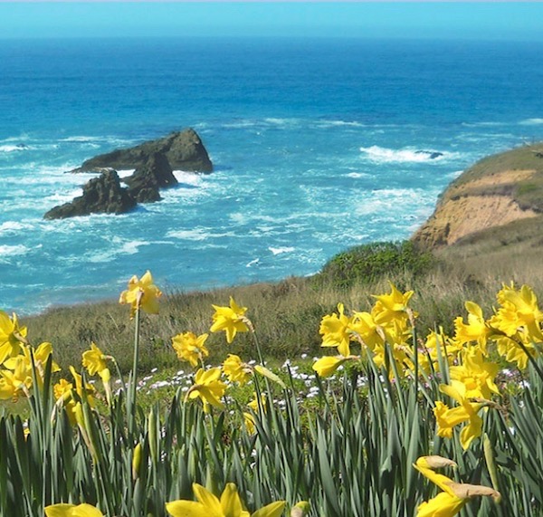 The ocean with blooming yellow daffodils in the foreground from Spring in Mendocino, California