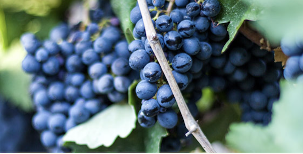 Clusters of deep blue grapes from Spring in Mendocino, California
