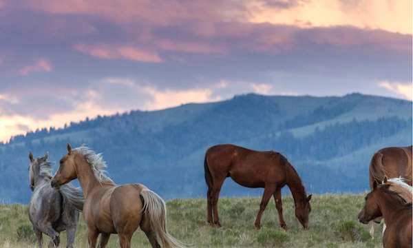 A group of horses graze on the hillside with mountains in the background and pink/purple clouds from Discover a Taste of Montana