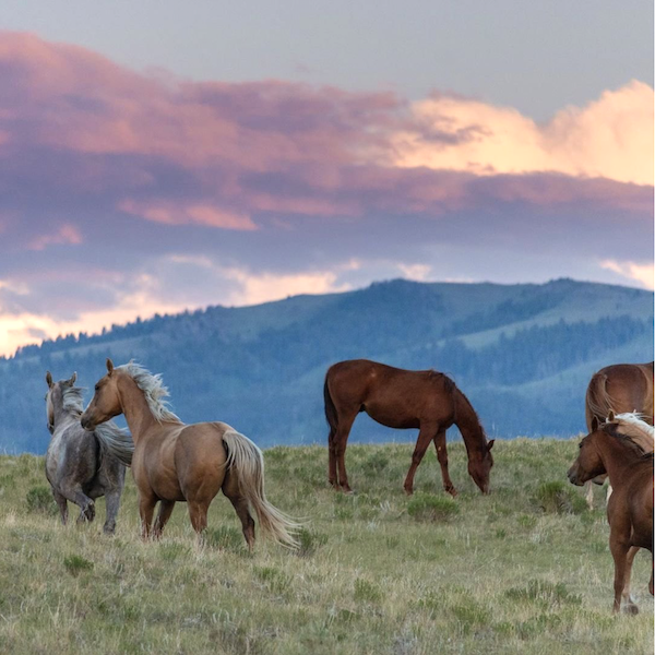 A group of horses graze on the hillside with mountains in the background and pink/purple clouds from Discover a Taste of Montana