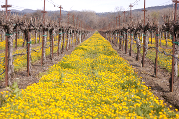 Grape vines with yellow flowers growing between the rows from Cover Crop Flowers A cover crop planted between vineyard rows improves soil fertility and provides habitat to attract beneficial insects.