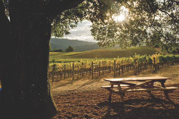 A California Vineyard from California Wine Country