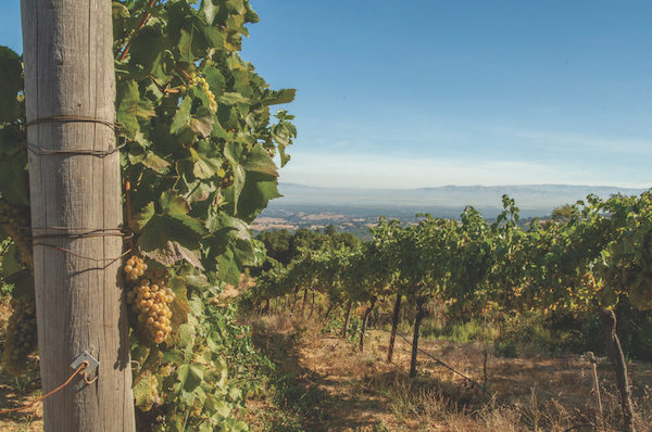 Vineyard with grape clusters from California Wine Country