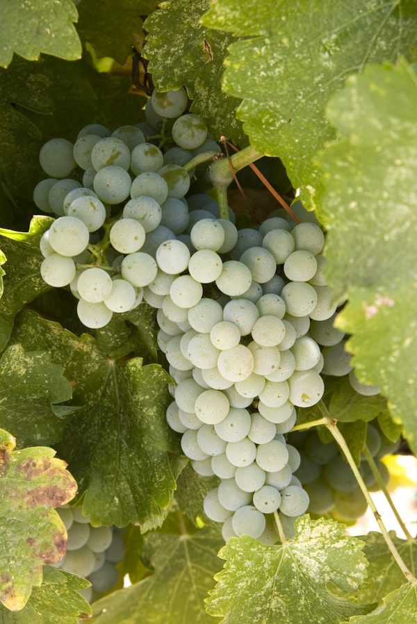 Clusters of white grapes on the vine from California Wine Country