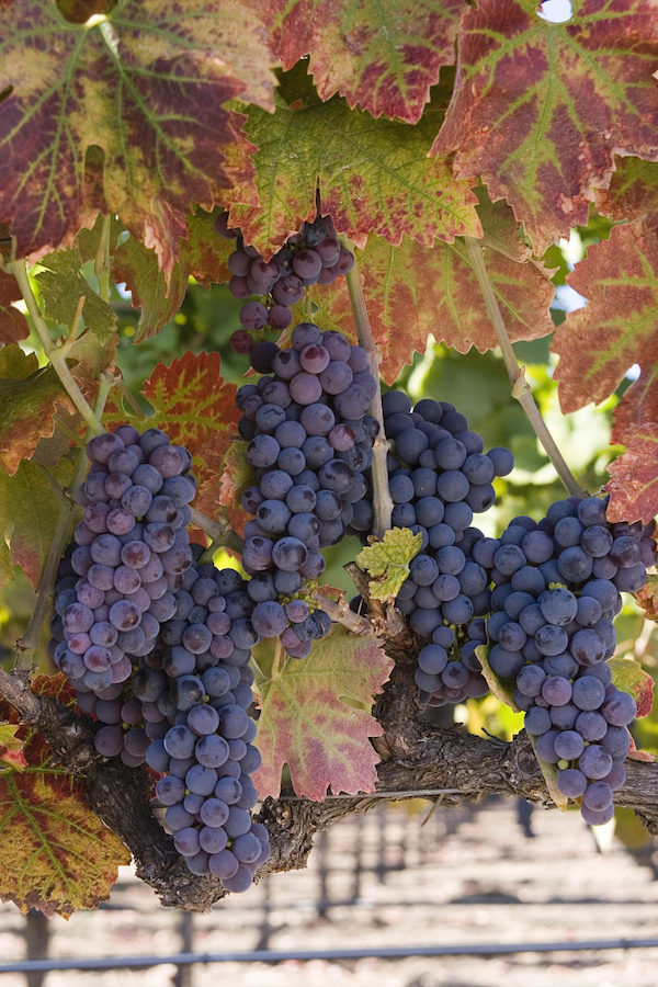 Clusters of deep purple grapes on the vine from California Wine Country