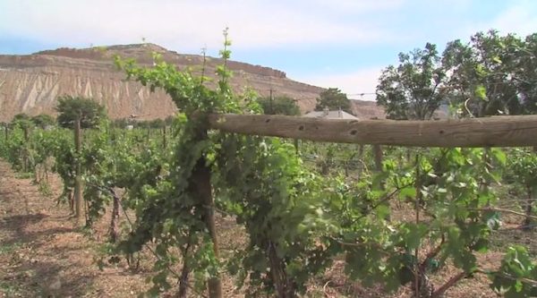 Grape vines and mountains that you see from the Wine Train Colorado