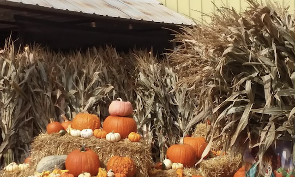 Savor The Flavors Of Fall In Colorado with lots of pumpkins