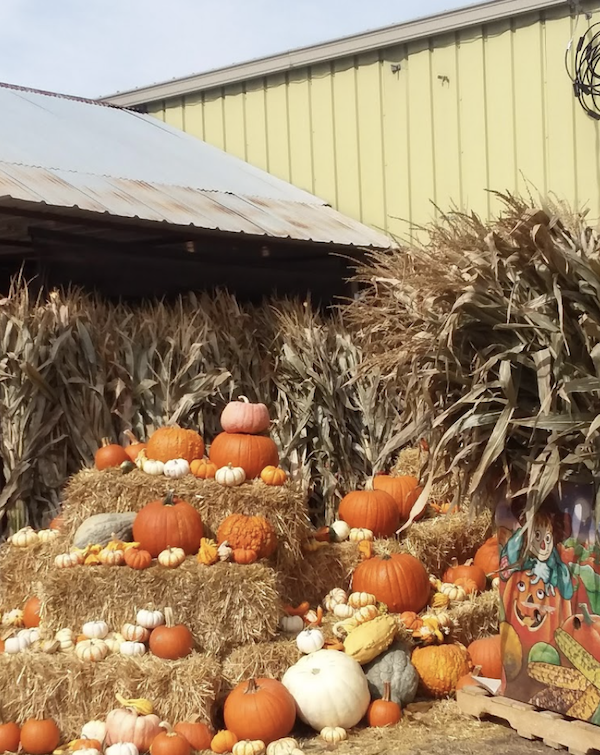 Savor The Flavors Of Fall In Colorado with lots of pumpkins