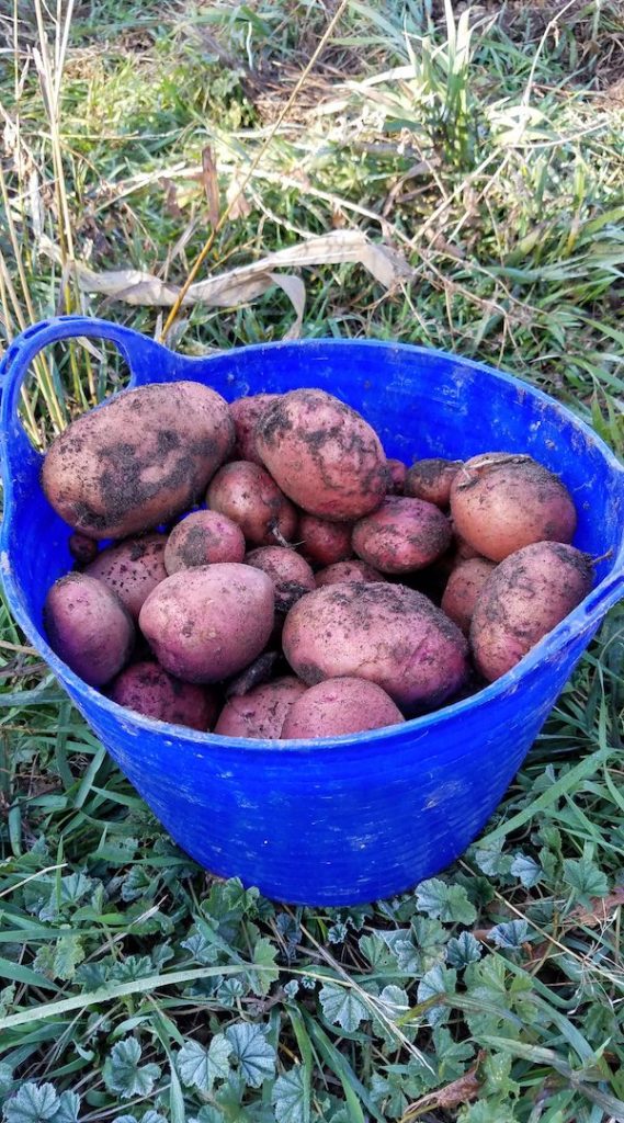 A blue basket filled with red potatoes from Savor The Flavors Of Fall In Colorado
