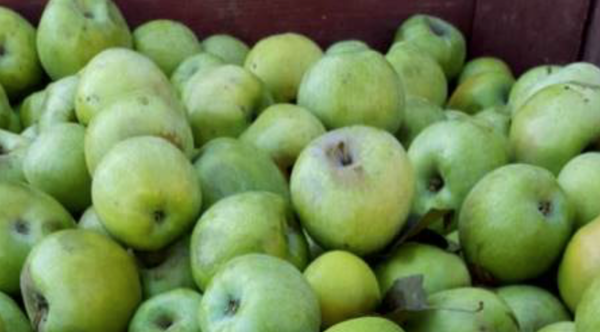Lots of green apples from Savor the Flavors of Fall in Colorado.