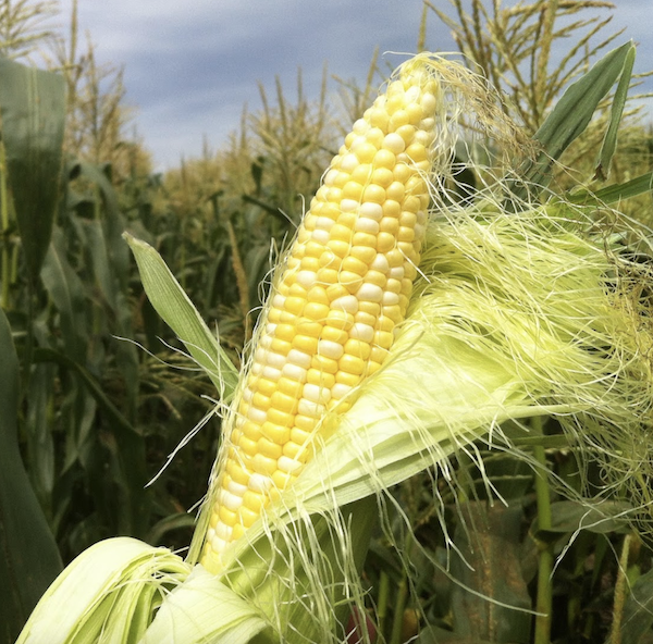 Olathe sweet corn is one thing to Savor the Flavors of Fall in Colorado