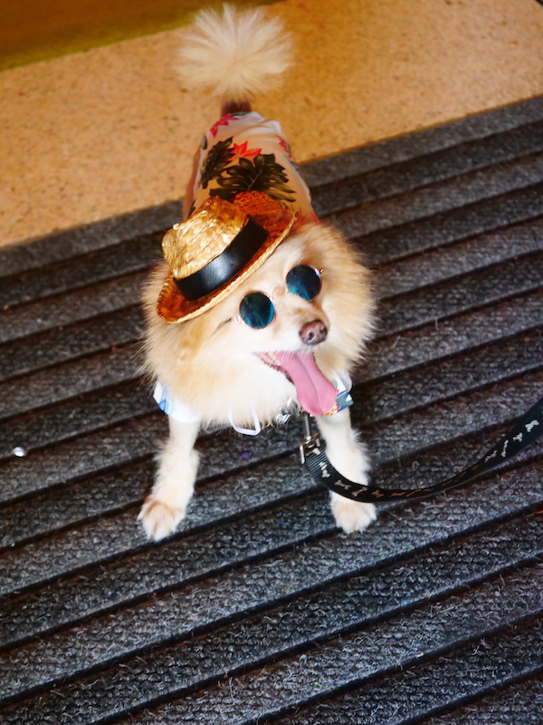 A small white dog wearing a hat and sunglasses from Dogs Had Their Day!