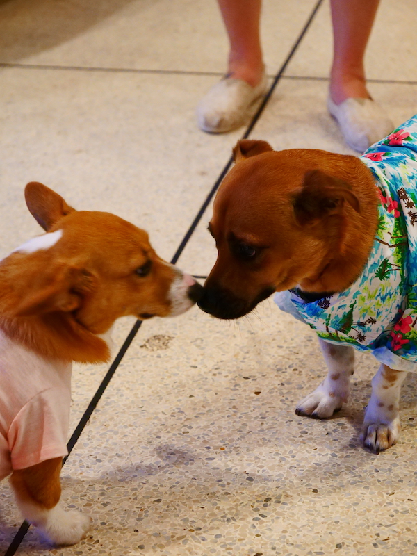 Two tan dogs nose to nose from Dogs Had Their Day!