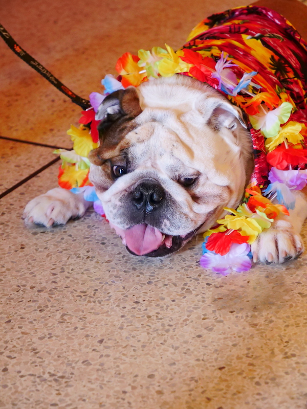 A white and black dog wearing a bright colored lei from Dogs Had Their Day!